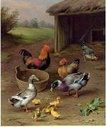 unknow artist poultry  147 oil on canvas